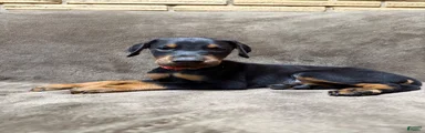 Enzo
