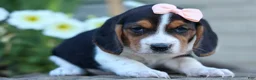 Beagle dogs for sale: Cleo 🌸 - Ad 9