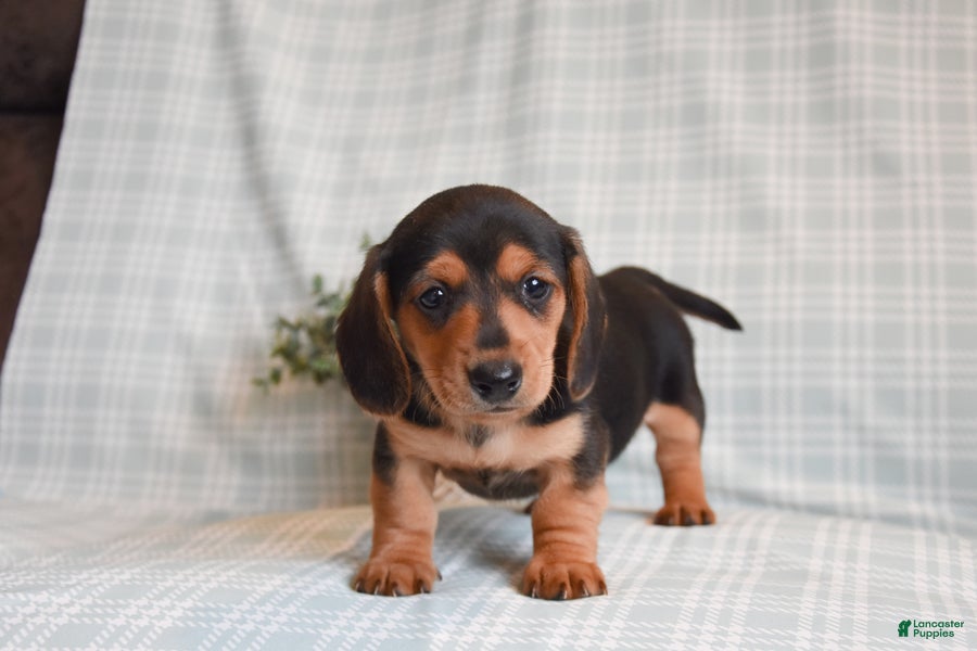 Miniature Dachshund dogs Bruno - Ad 1