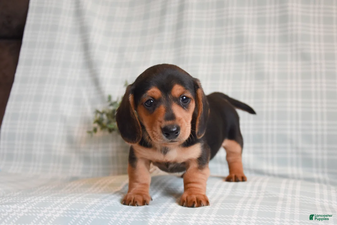 Miniature Dachshund dogs for sale: Bruno - Ad 1