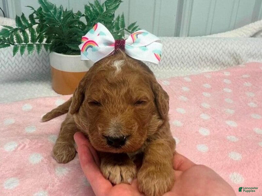 Goldendoodle dogs for sale: Marcey - Ad 3