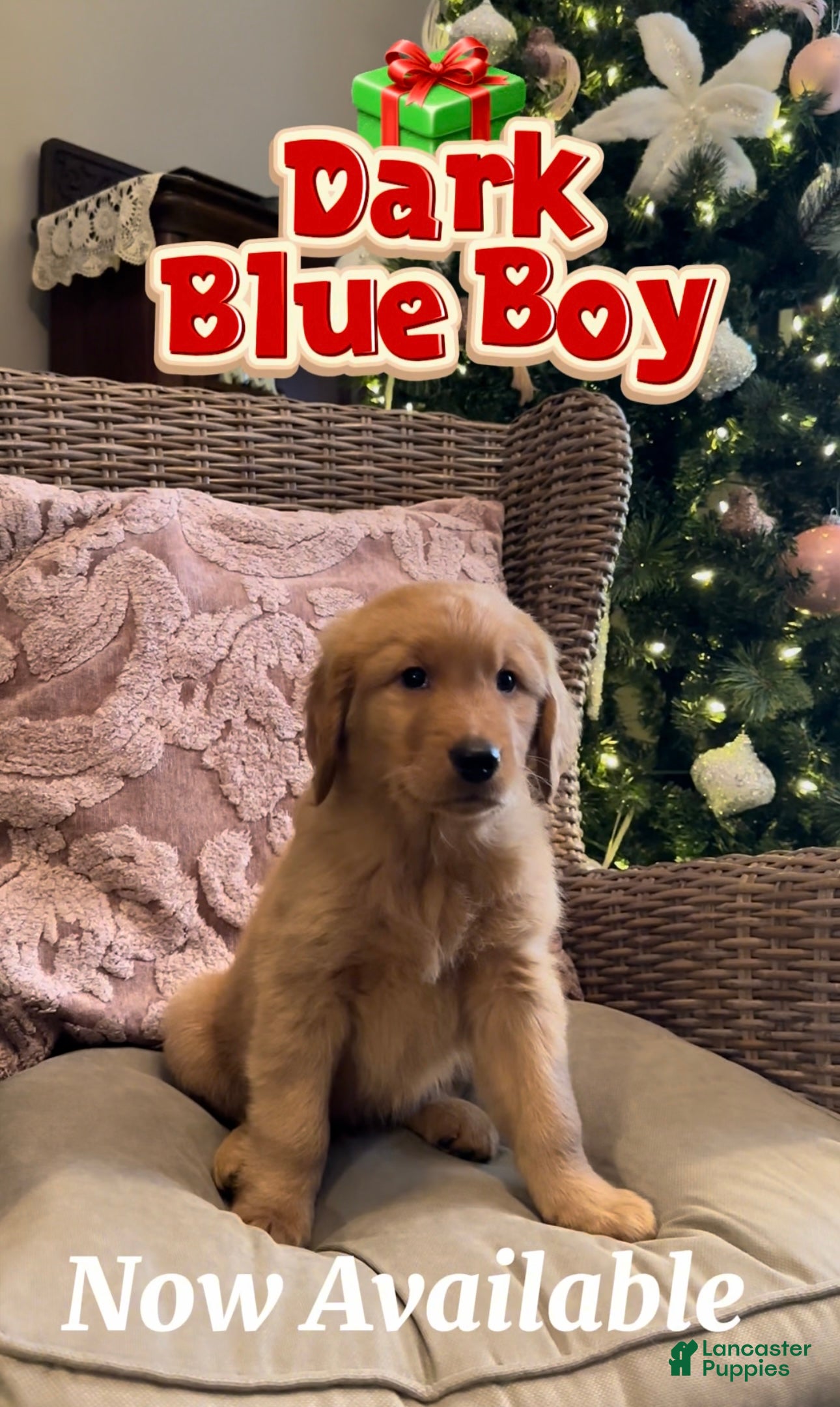 Golden Retriever dogs Golden Retriever Dark Blue boy - Ad 2