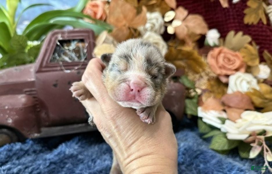 English Bulldog dogs Delia (darker Merle) - Ad 2