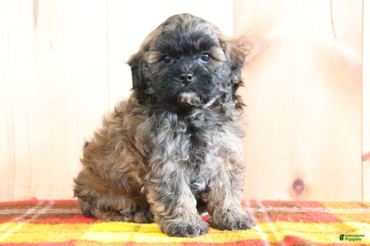 Shihpoo dogs Detroit - Ad 2