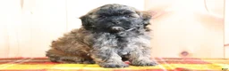 Shihpoo dogs for sale: Detroit - Ad 2