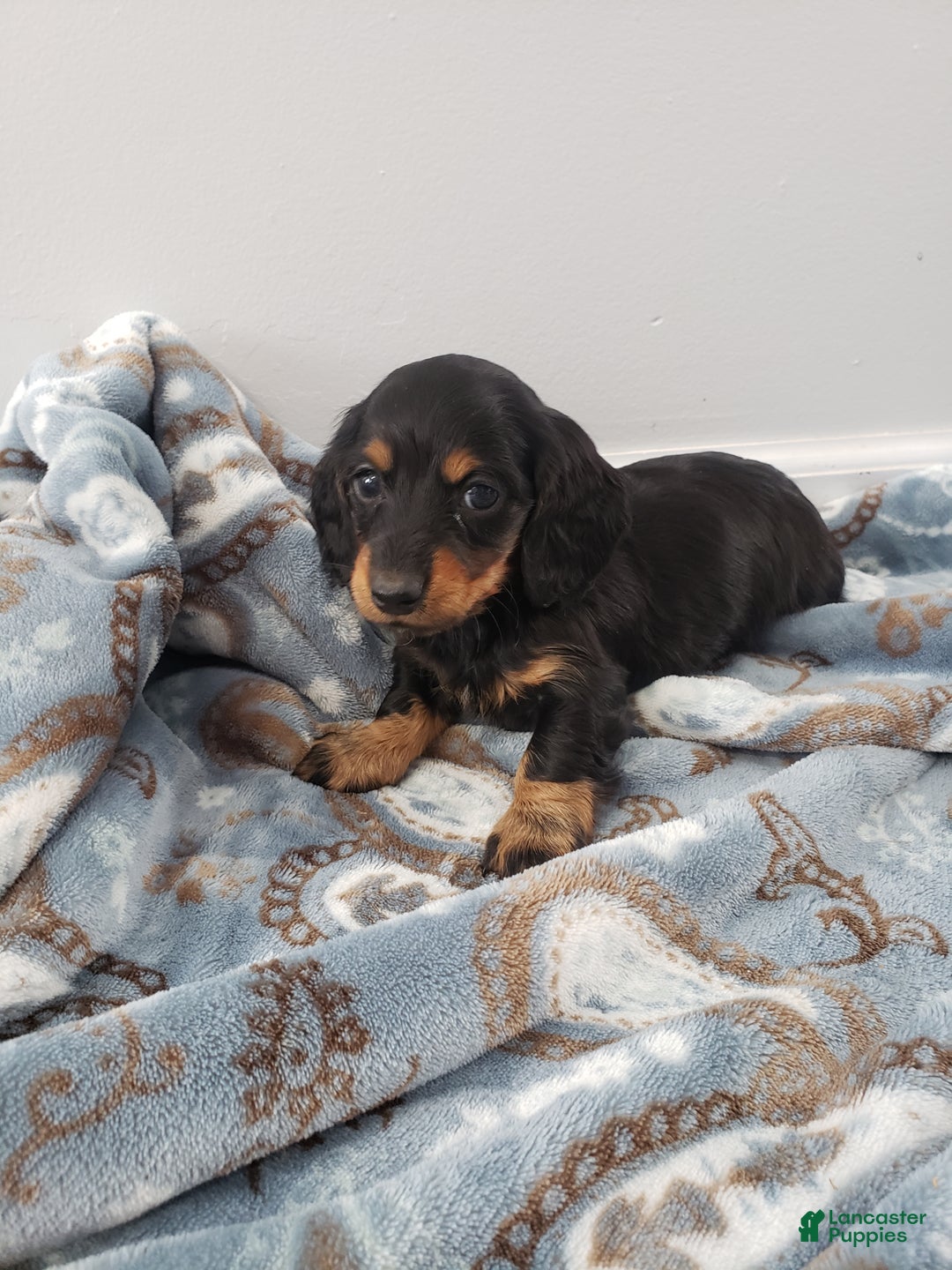 Miniature Dachshund dogs for sale: Theo - Ad 8