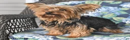 Yorkshire Terrier dogs for sale: Simon - Ad 6