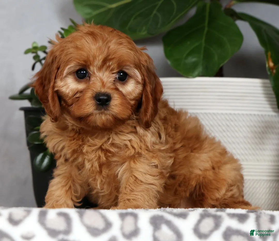 Cavapoo dogs for sale: Walton - Ad 2