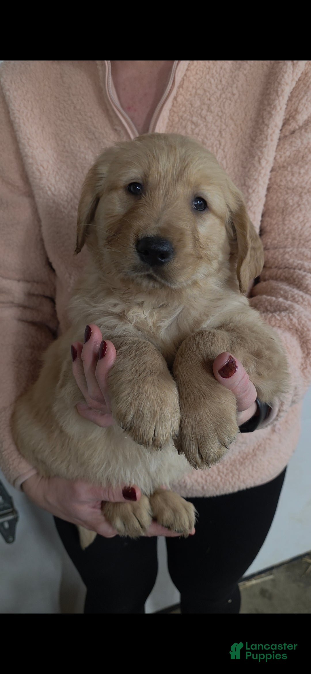 Golden Retriever dogs Charlie - Ad 12