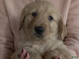 Golden Retriever dogs Charlie - Ad 12