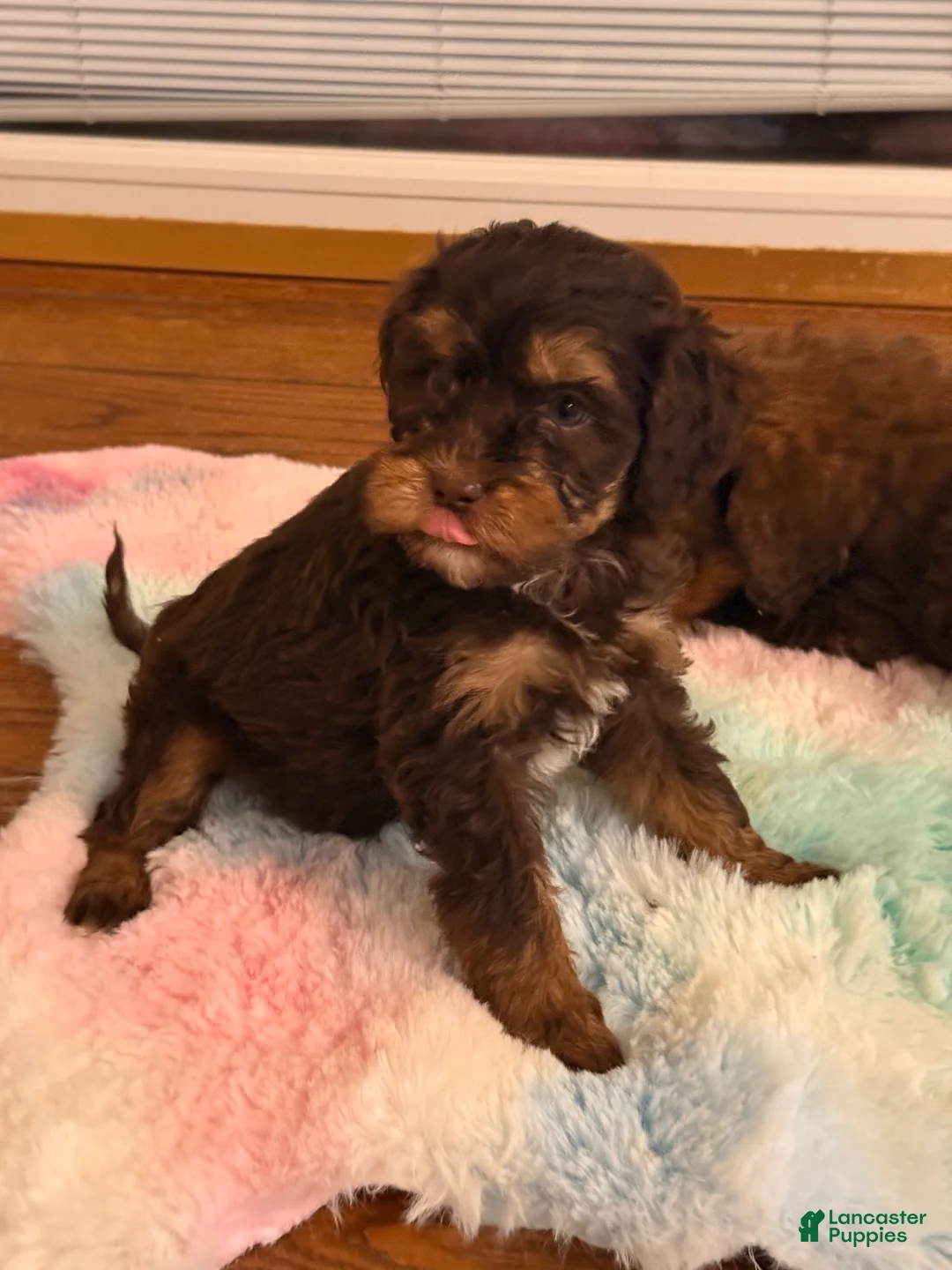 Labradoodle dogs for sale: Labradoodle Puppy 4 - Ad 2