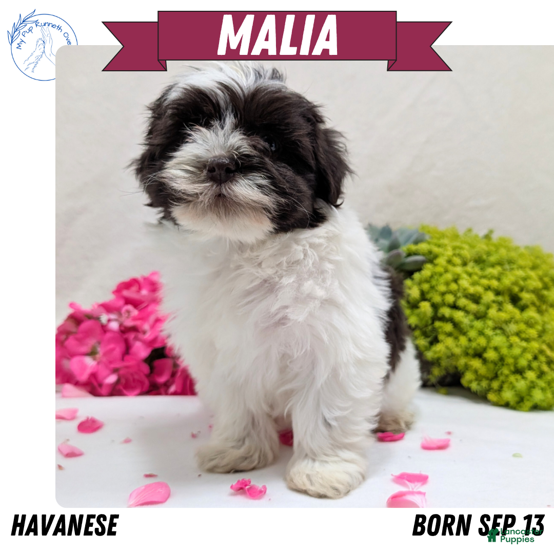 Havanese Puppies for sale Lancaster Puppies