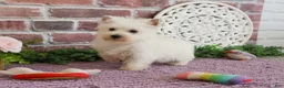 West Highland Terrier dogs for sale: Caroline - Ad 11