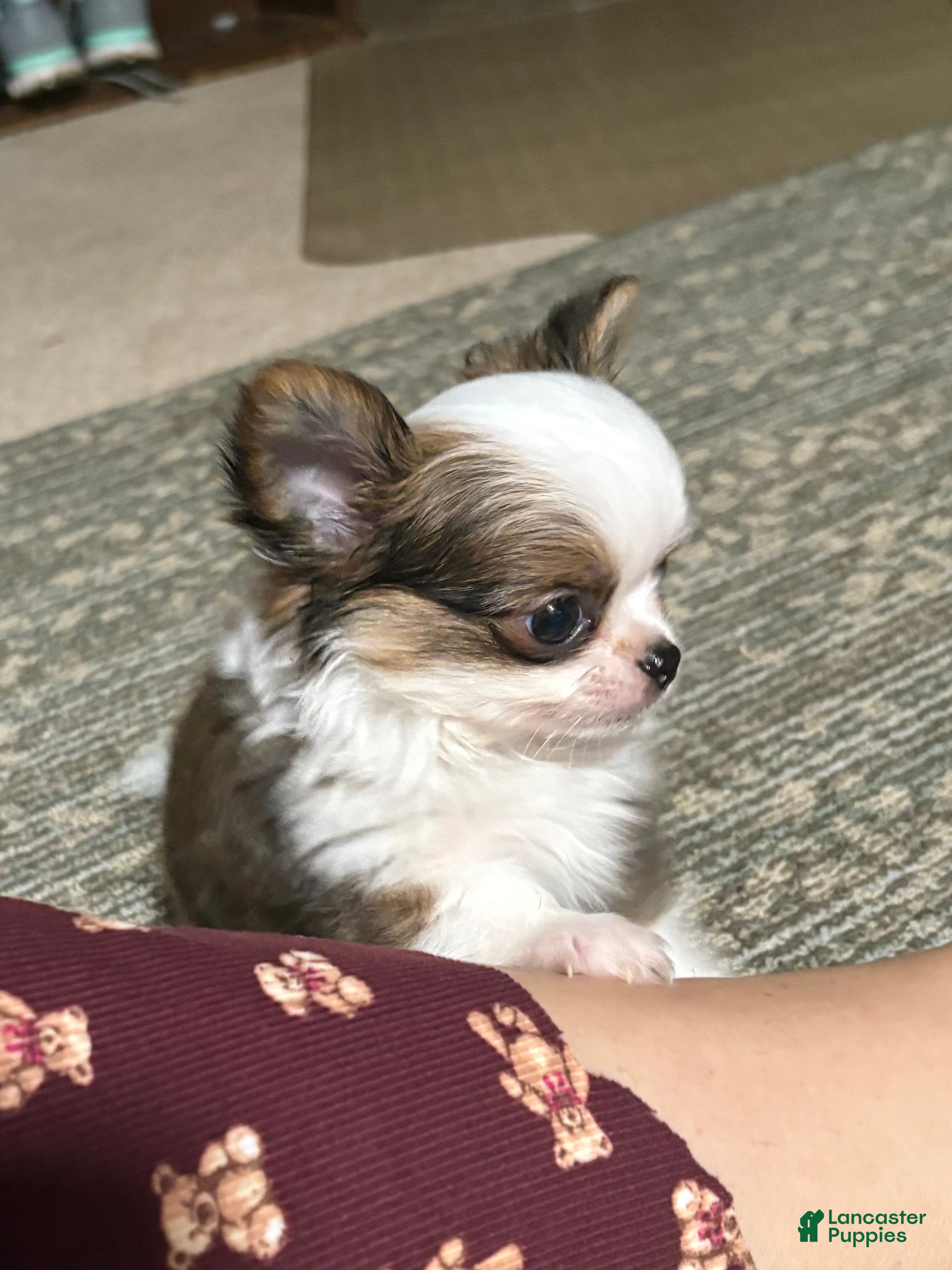 Chihuahua dogs Chihuahua Puppy 1 - Ad 33