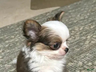 Chihuahua dogs Chihuahua Puppy 1 - Ad 23