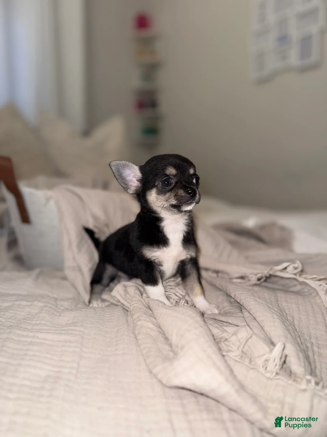 Chihuahua dogs for sale: Negrita - Ad 1