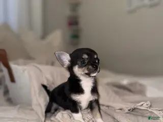 Chihuahua dogs for sale: Negrita ON HOLD - Ad 3