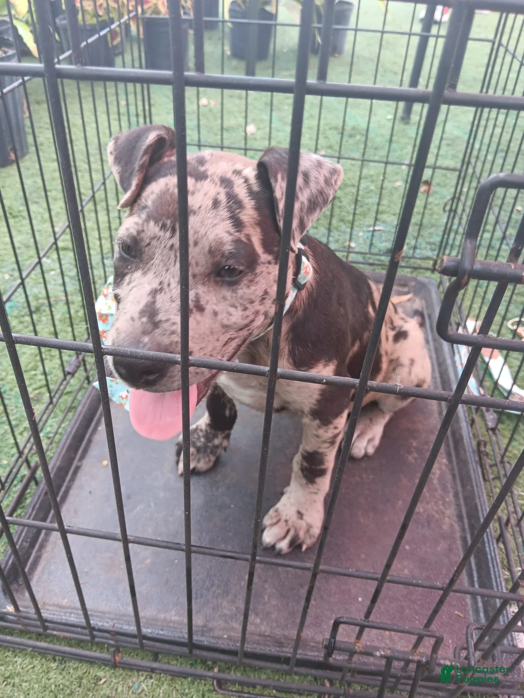 Gallery Image {{count}}