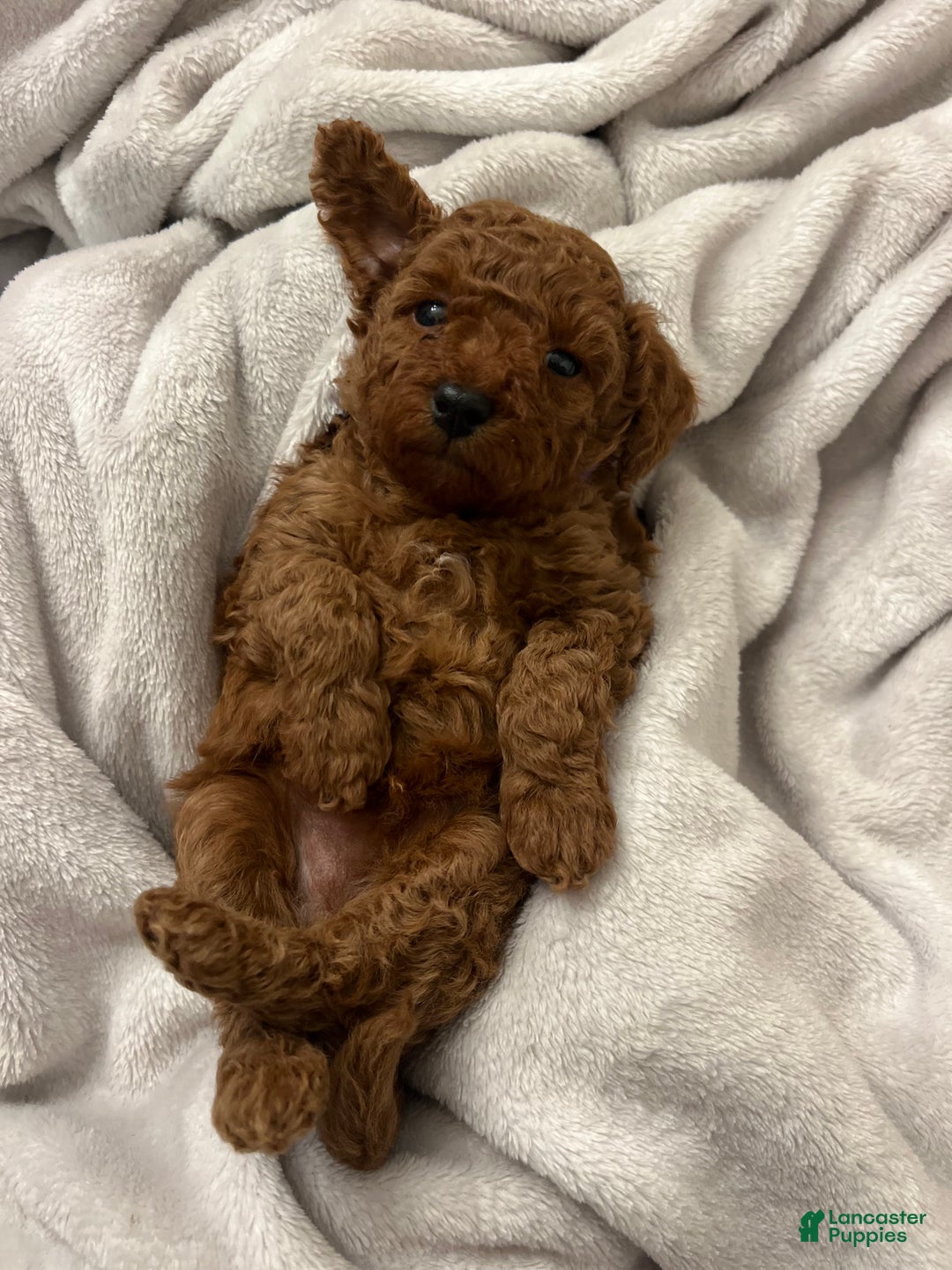 Toy Poodle dogs for sale: Donatello - Ad 1