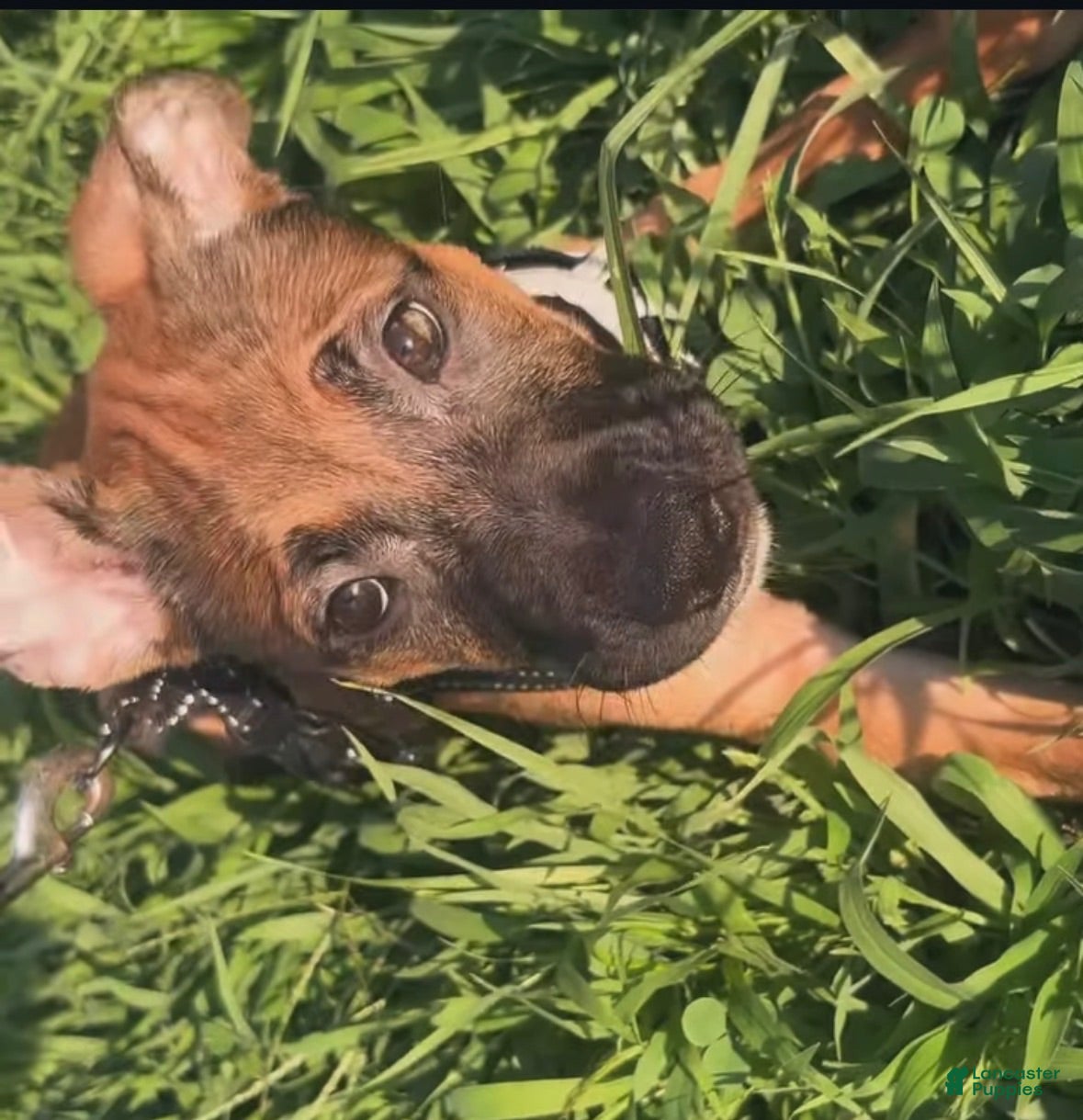 Mixed Breed dogs Mixed Breed 2 - Ad 18