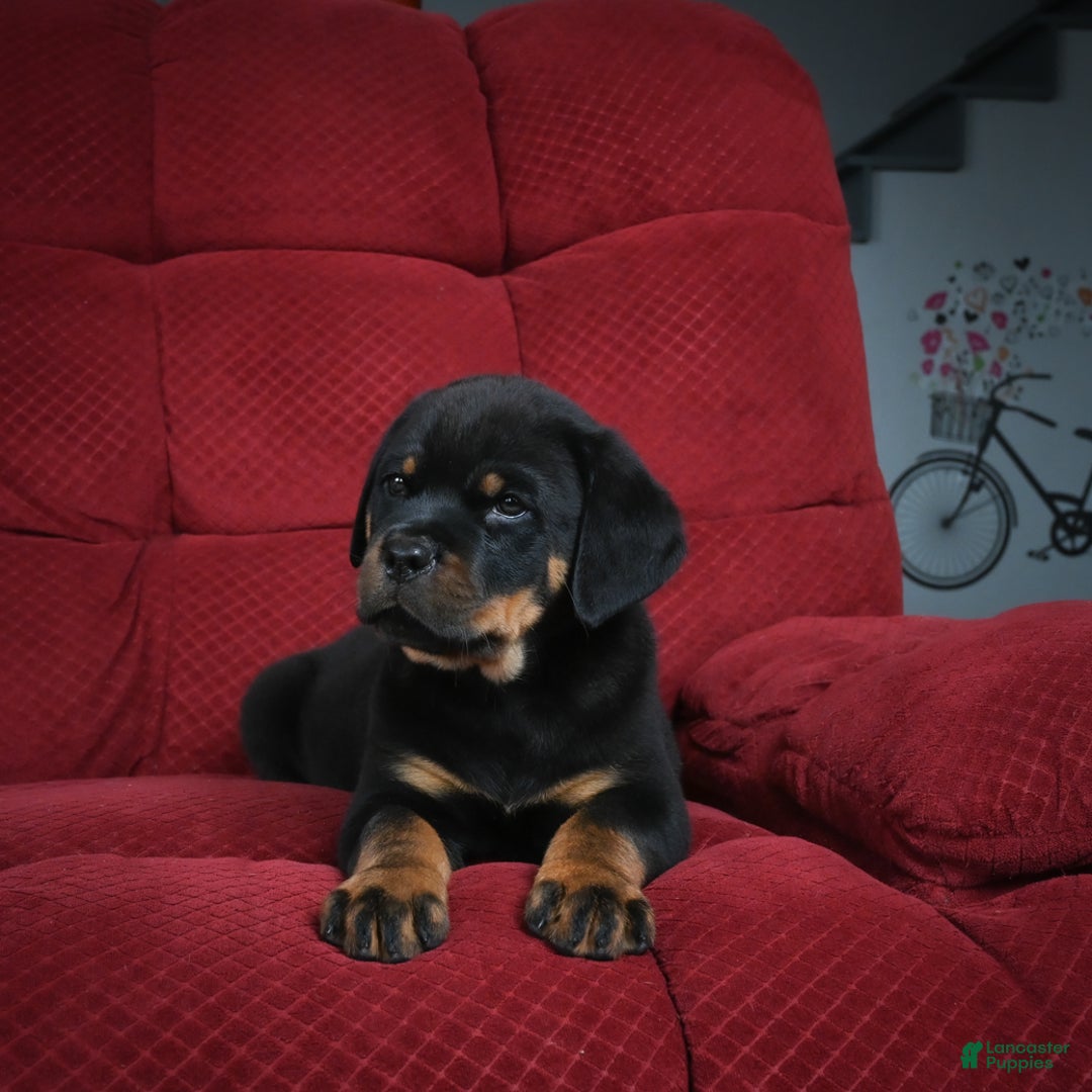 Rottweiler dogs for sale: Serena / Mocha – Santos Ad-Dirah - Ad 5