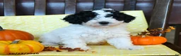 Miniature Poodle dogs for sale: Dotty - Ad 2