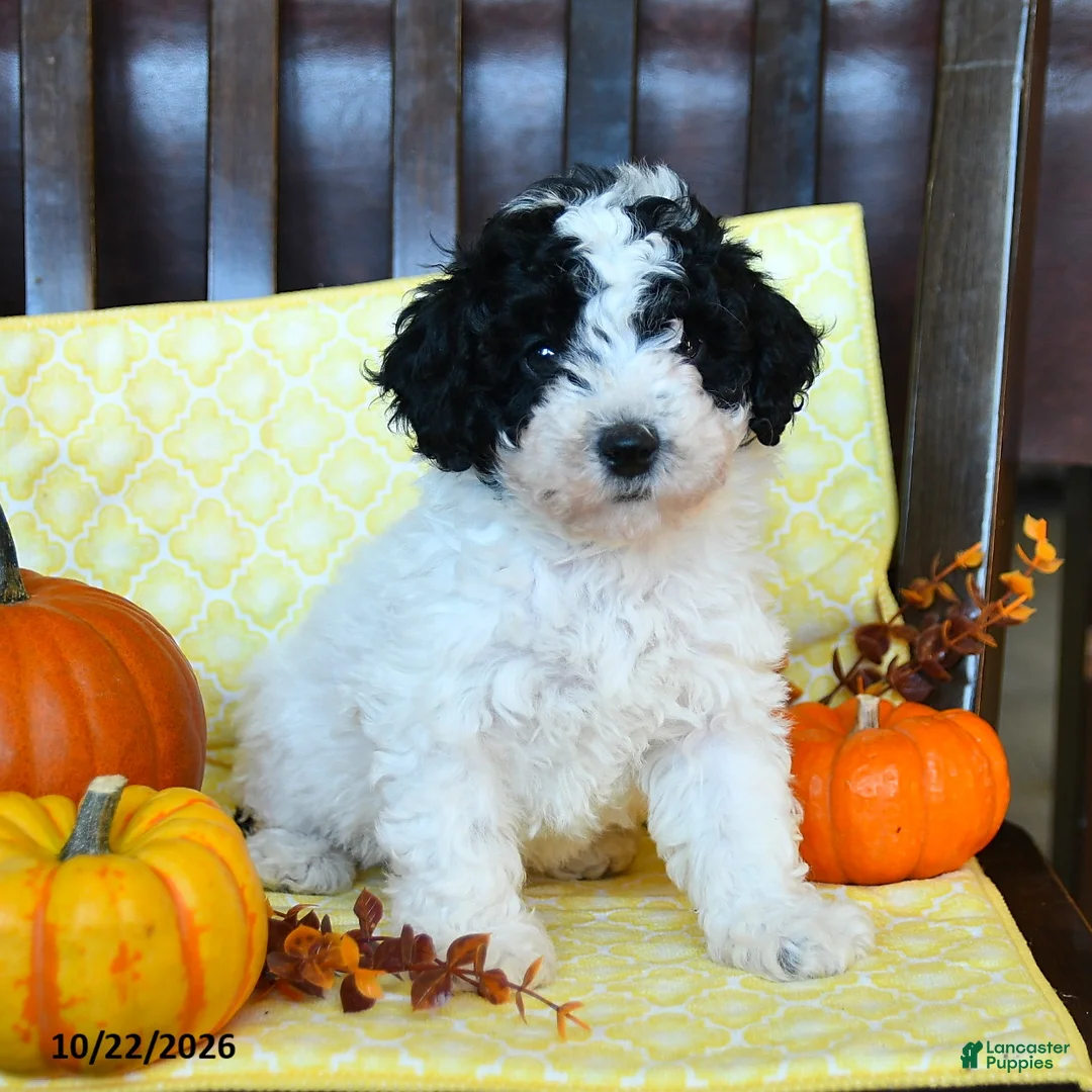 Miniature Poodle dogs for sale: Dotty - Ad 2