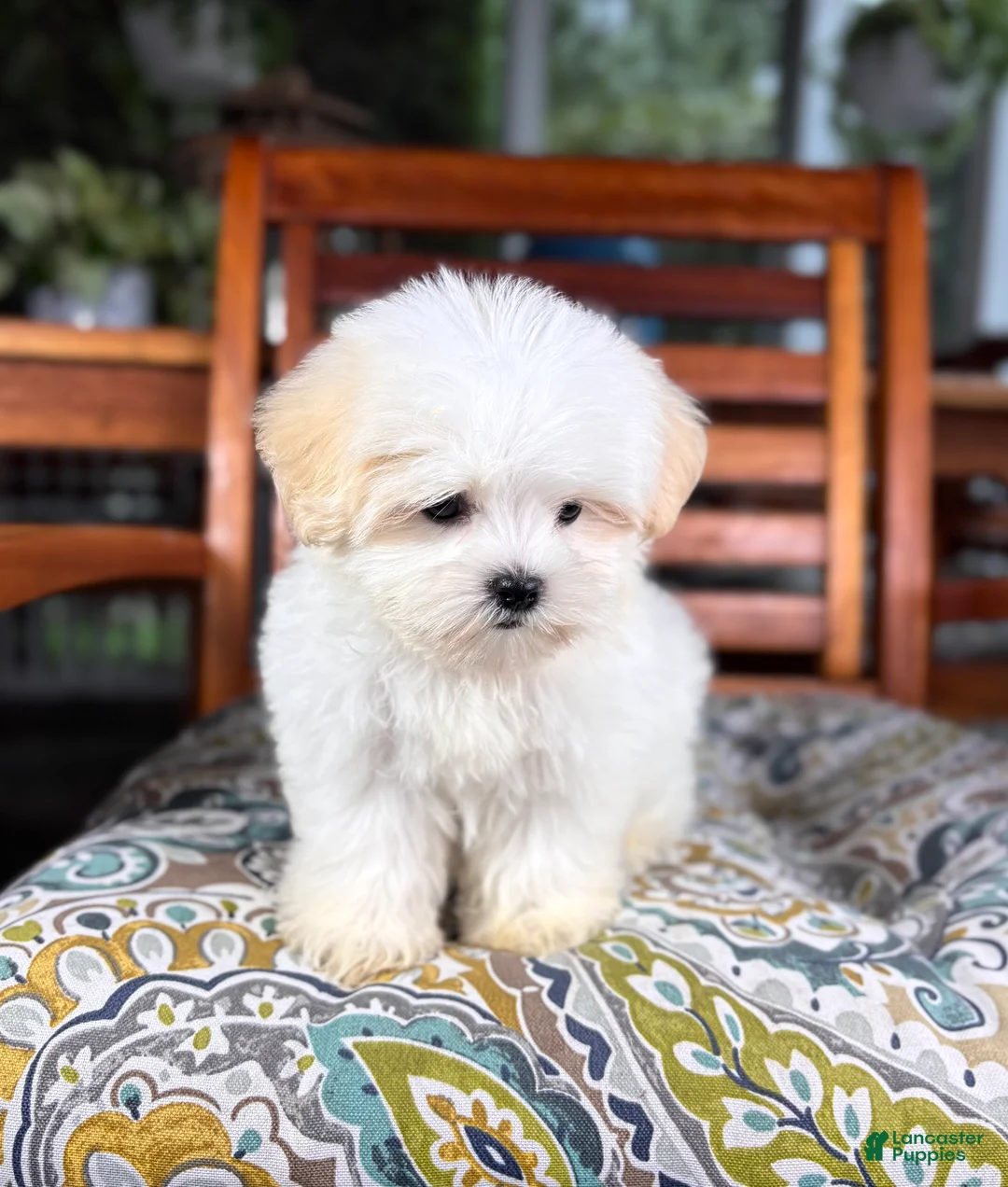 Malshi dogs for sale: Peanut - Ad 2