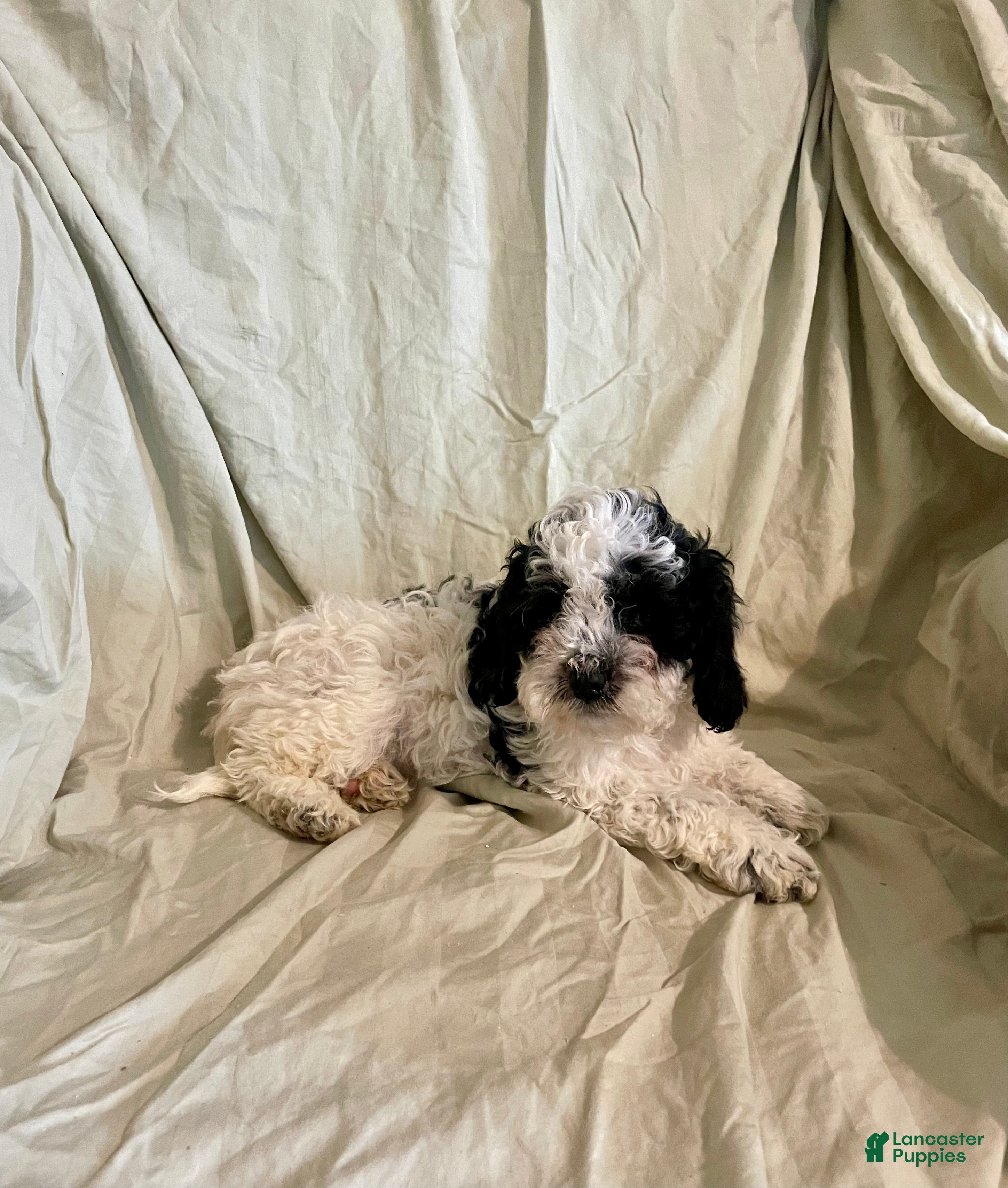 Cockapoo dogs Peaches - Ad 36