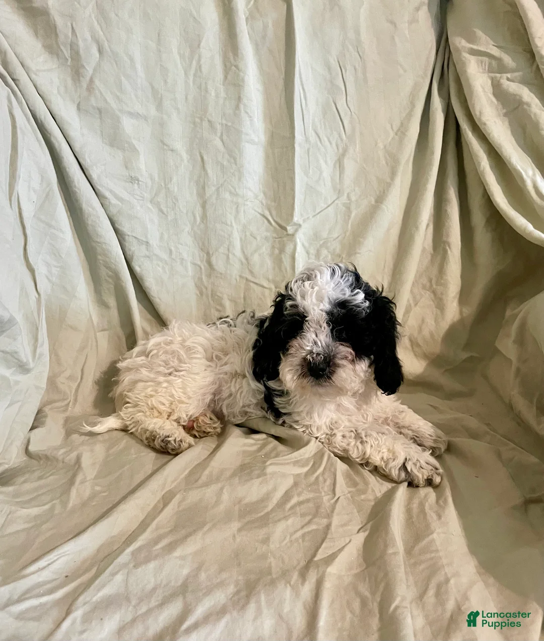 Cockapoo dogs for sale: Peaches - Ad 1