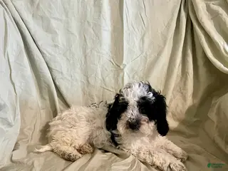 Cockapoo dogs for sale: Peaches - Ad 3