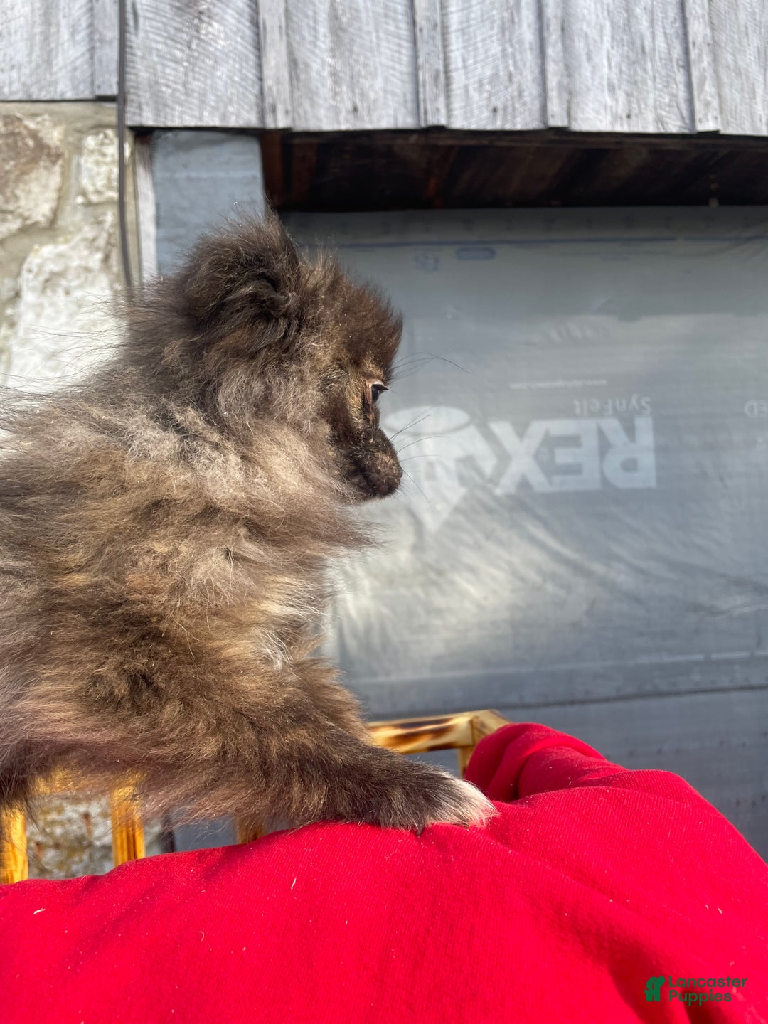 Pomeranian dogs for sale: Pomeranian Puppy 2 - Ad 3