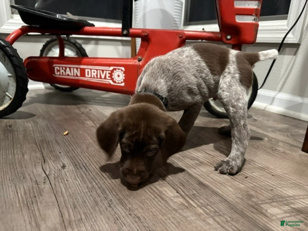 German Shorthaired Pointer dogs for sale: John - Ad 1