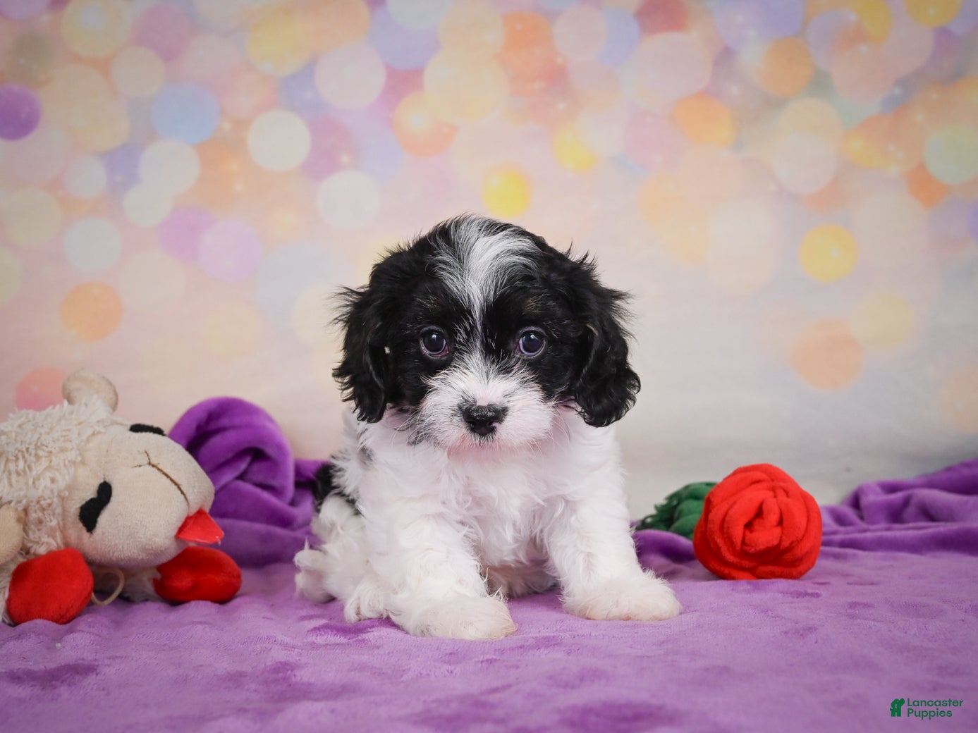 Cavapoo dogs Riley - Ad 1