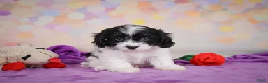 Riley