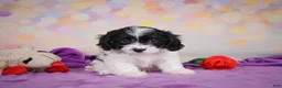 Cavapoo dogs for sale: Riley - Ad 1