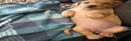 Dachshund dogs for sale: Dachshund 6 - Ad 3