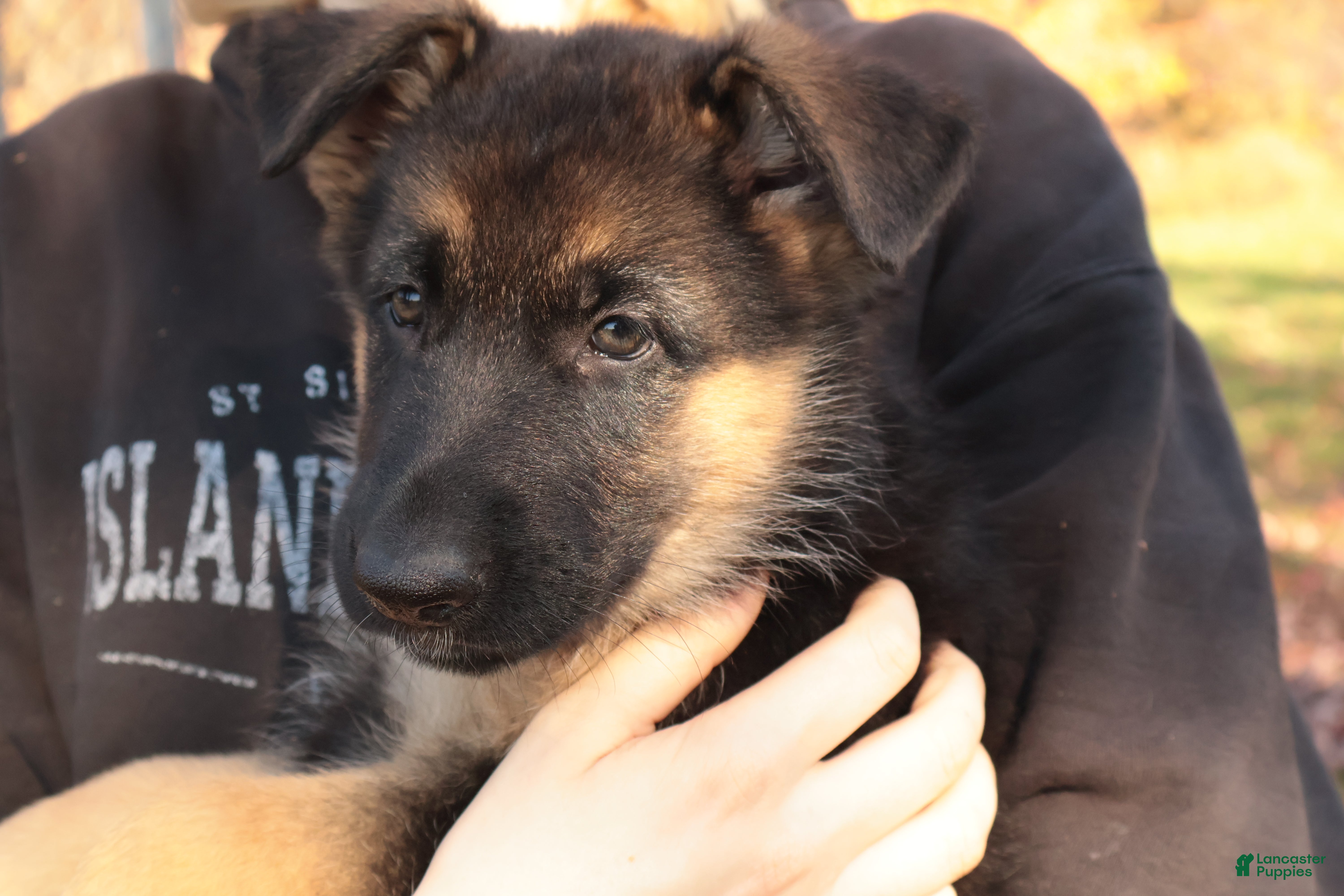 German Shepherd dogs for sale: Liberty - Ad 2
