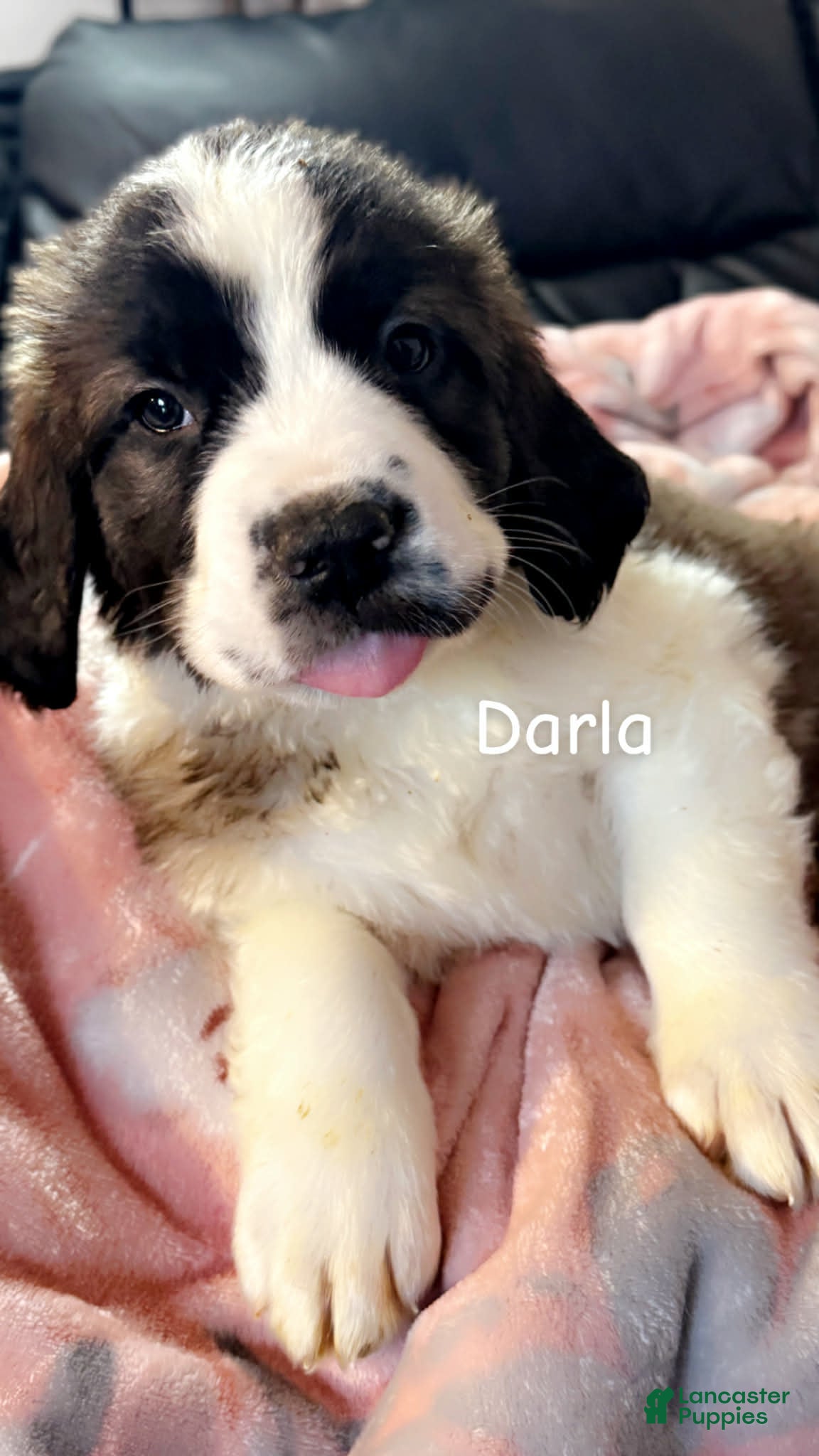 Saint Bernard dogs Darla - Ad 1