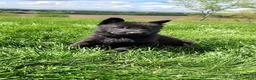 German Shepherd dogs for sale: River - Ad 7