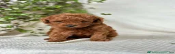 Mini Goldendoodle dogs for sale: Jerry - Ad 1