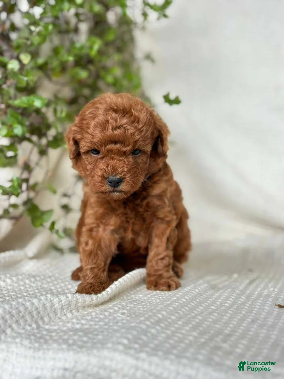 Mini Goldendoodle dogs for sale: Jerry - Ad 1
