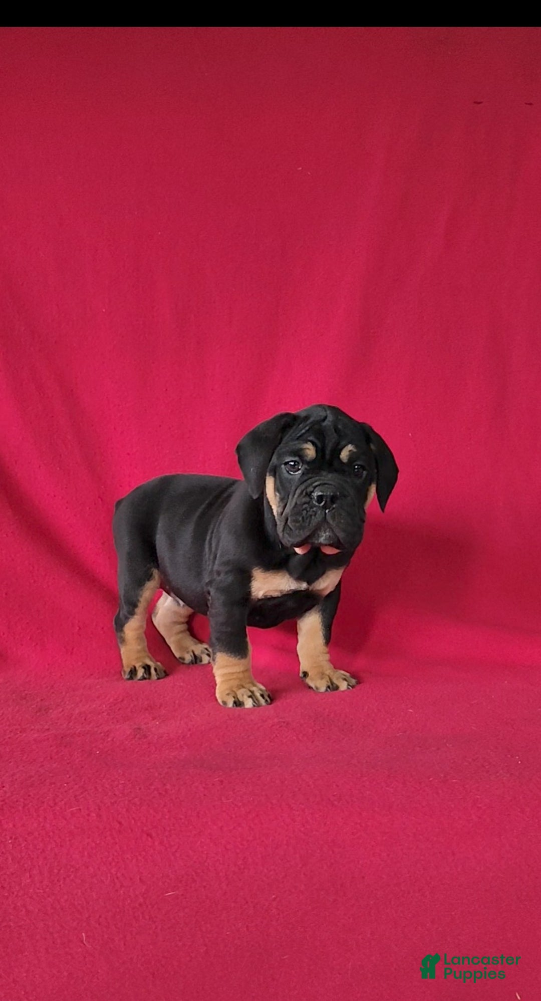 Beabull dogs for sale: Paisley - Ad 4