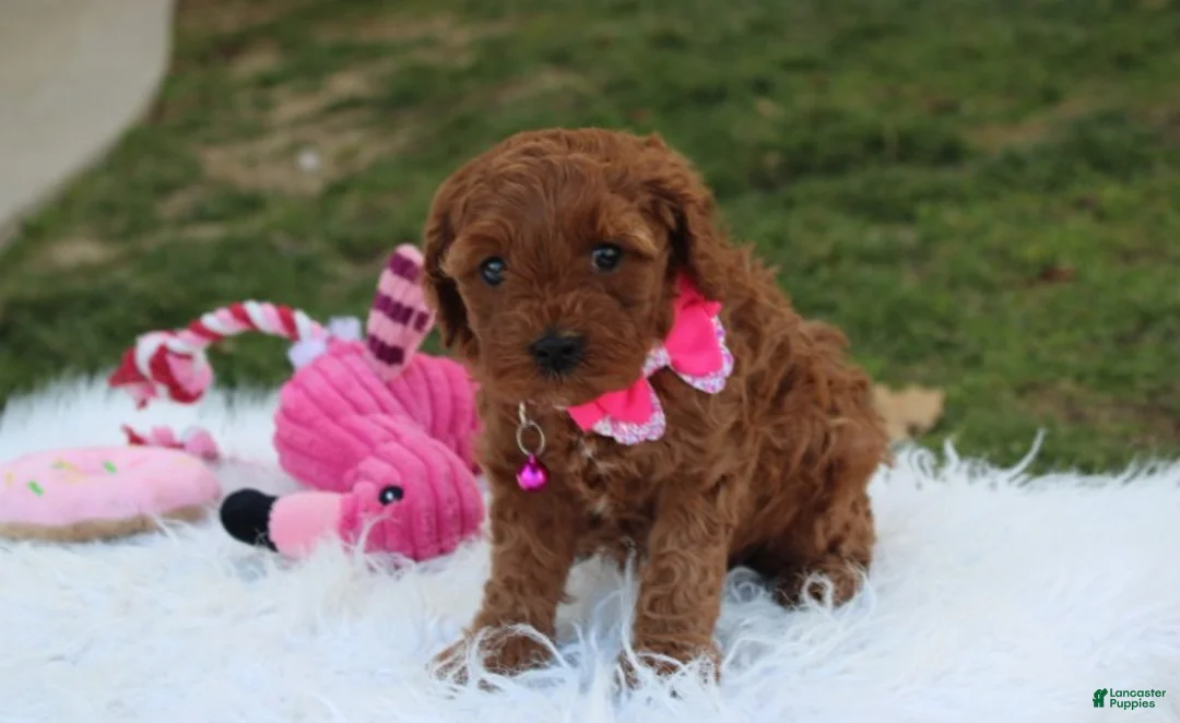 Cavapoo dogs for sale: Destiny  - Ad 2