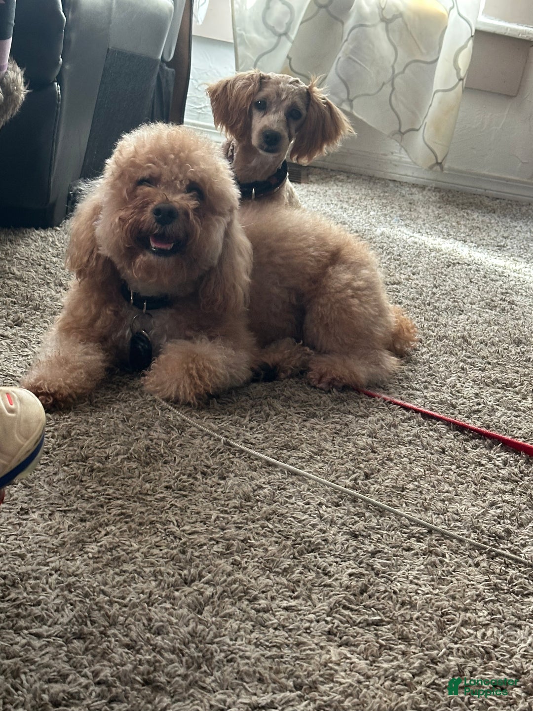 Shihpoo dogs for sale: Shihpoo Puppy 1 - Ad 3