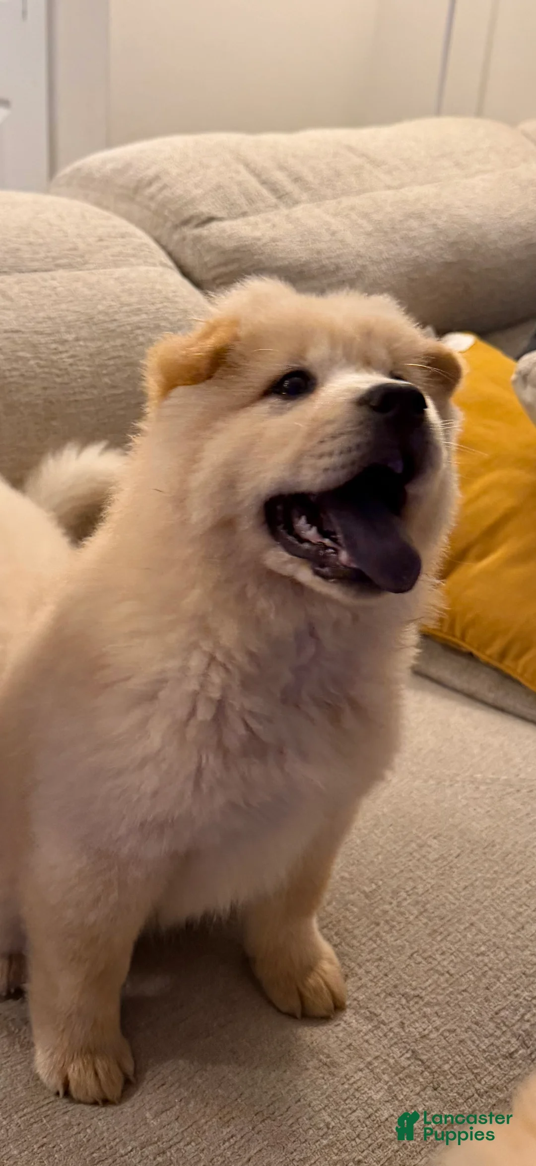 Chow Chow dogs for sale: Ora - Ad 2