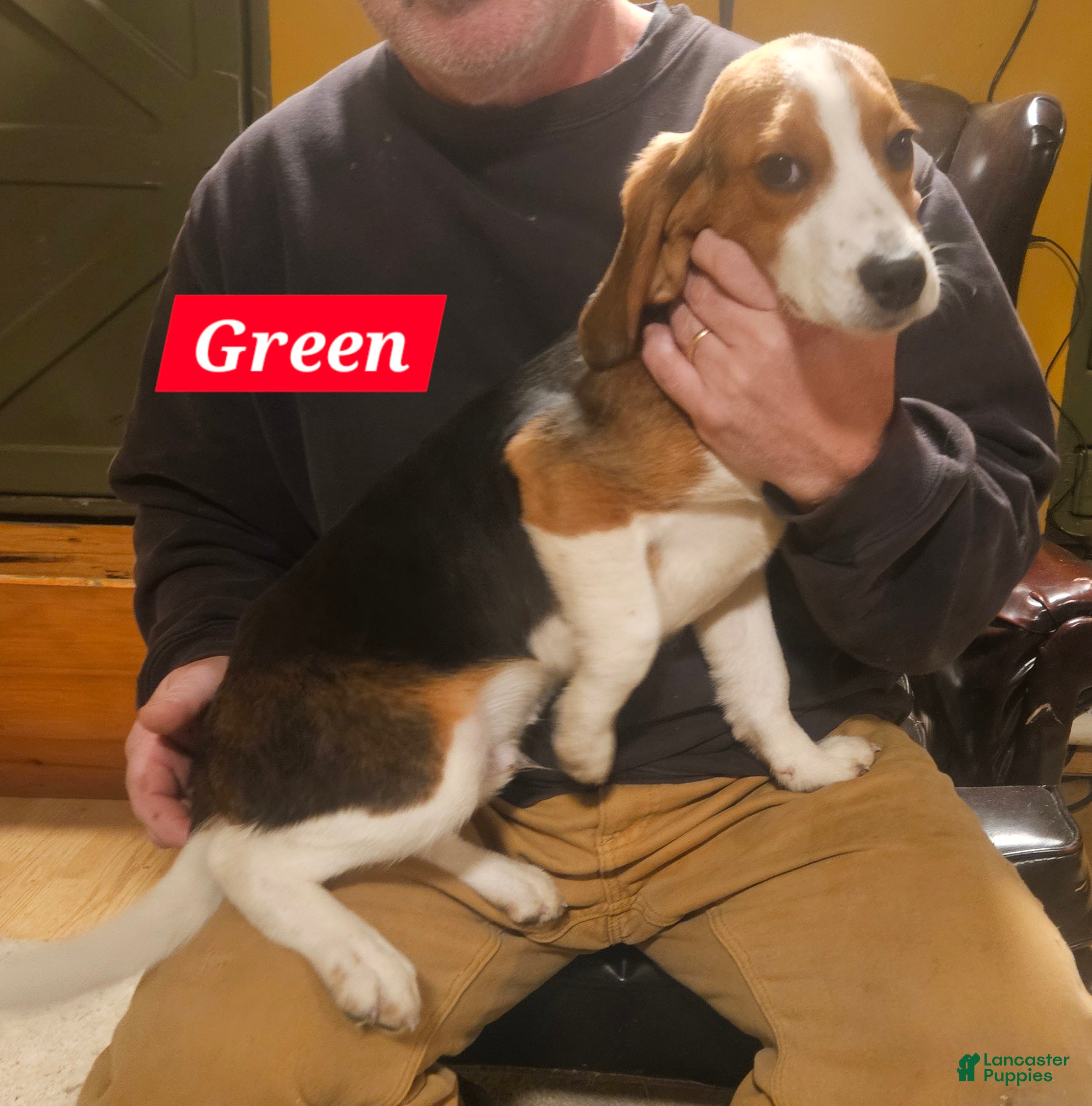 Beagle dogs Green - Ad 27