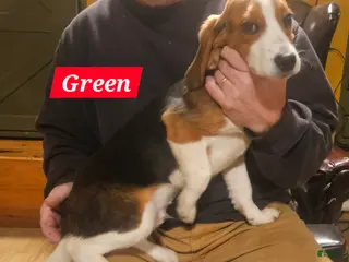 Beagle dogs Green - Ad 27