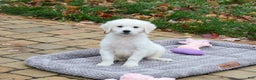 Golden Retriever dogs for sale: Viola - Ad 3