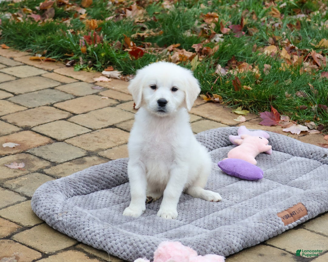 Golden Retriever dogs for sale: Viola - Ad 3